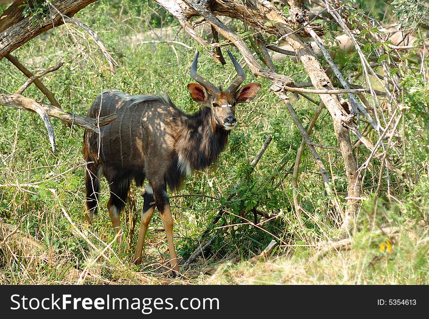 Nyala male (Tragelaphus angasii)