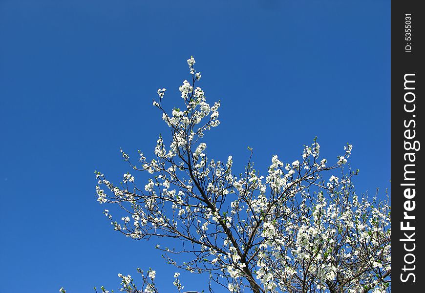 Blossoming branches plums on  background of  blue sky. Blossoming branches plums on  background of  blue sky