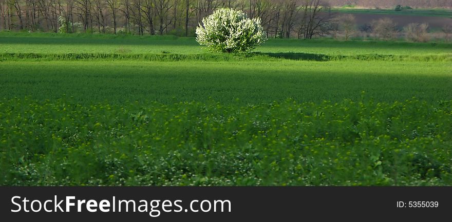 Rural landscape with green field and blossoming tree. Rural landscape with green field and blossoming tree