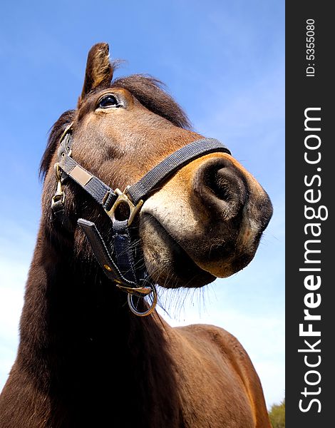 Wide angle shot of horse face. The horse is looking very curious. Wide angle shot of horse face. The horse is looking very curious.