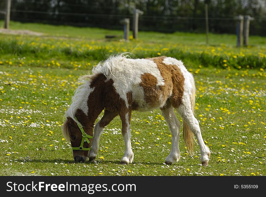 A pony is eating green grass. A pony is eating green grass