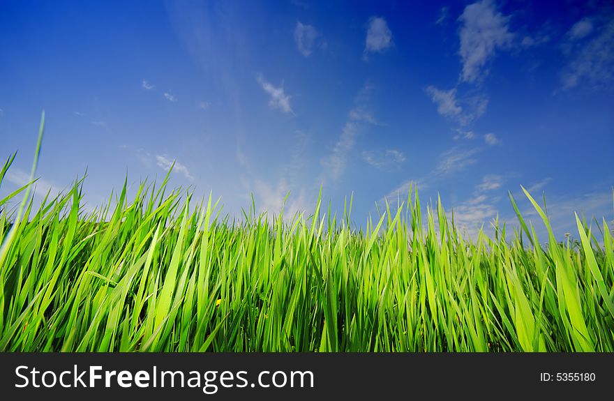 High green grass and  blue sky. High green grass and  blue sky
