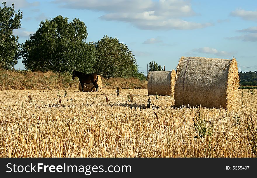 Field with hay rolls and a horse in a sunny day