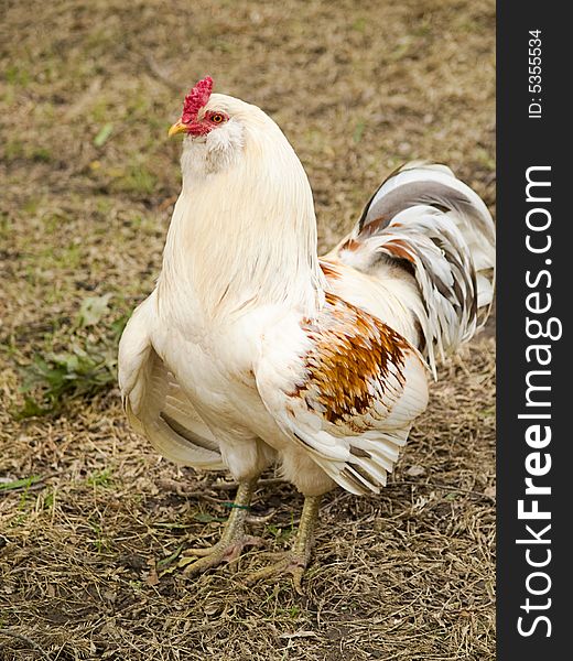 Colorful hen making facial expressions at me.