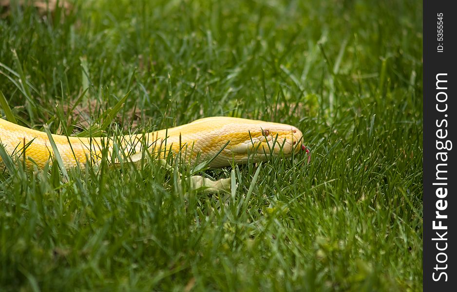 Albino Python