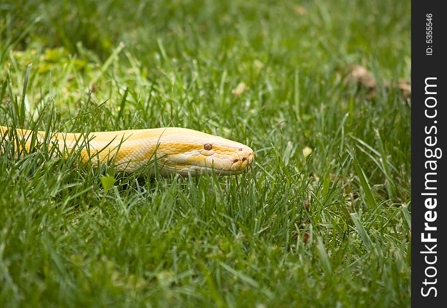 Albino Python slithering in the grass, making people nervous.