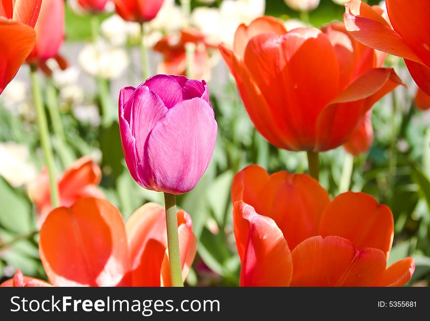 Tulip on the summer flowerbed. Tulip on the summer flowerbed