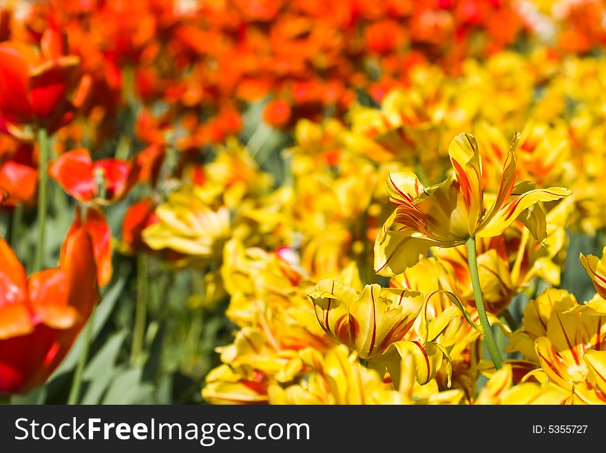 Tulip on the summer flowerbed. Tulip on the summer flowerbed