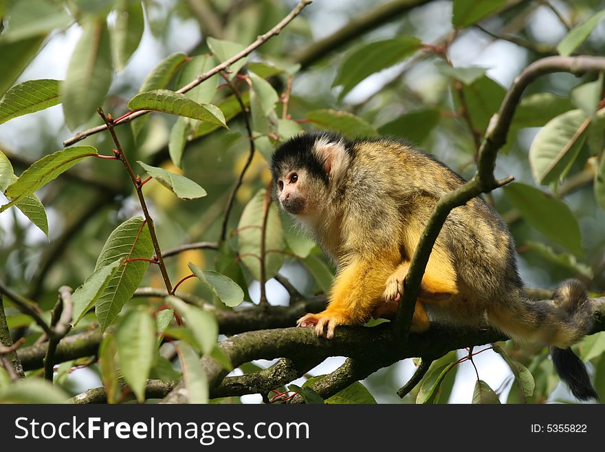 Black capped squirrel monkey in a tree