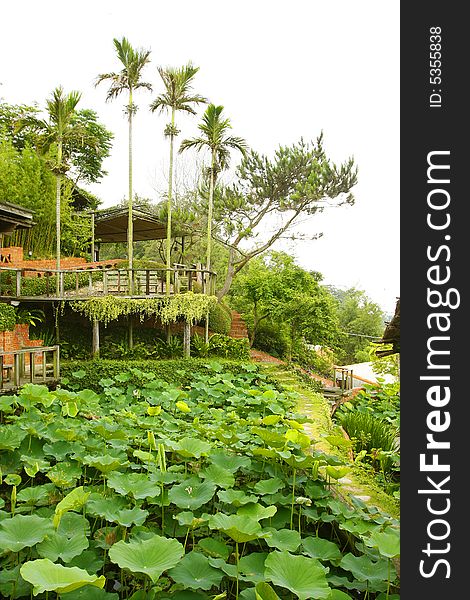 Lotus Fields Near Coconut Palms