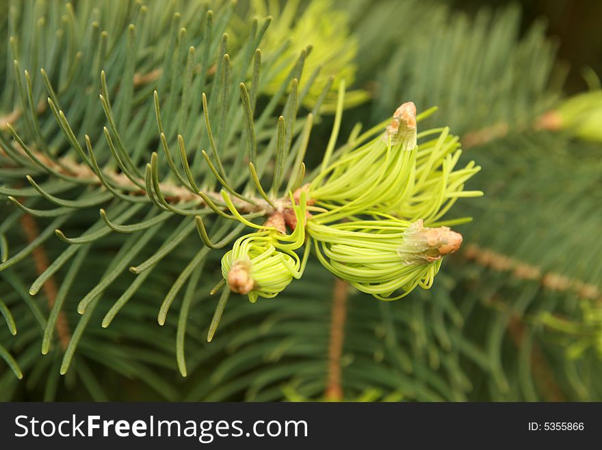 Pine in spring, latin: Pinus