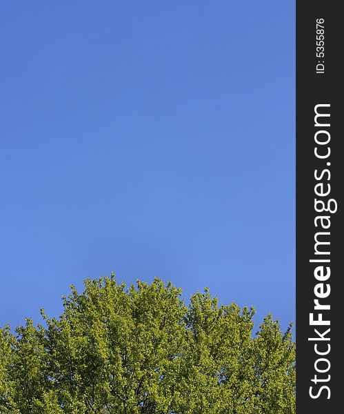 A freshly bloomed bright green tree against a solid blue clear sunny sky. A freshly bloomed bright green tree against a solid blue clear sunny sky.