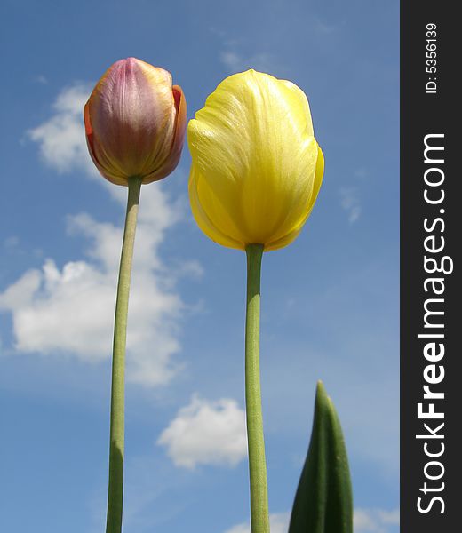 Two tulips against blue sky with clouds