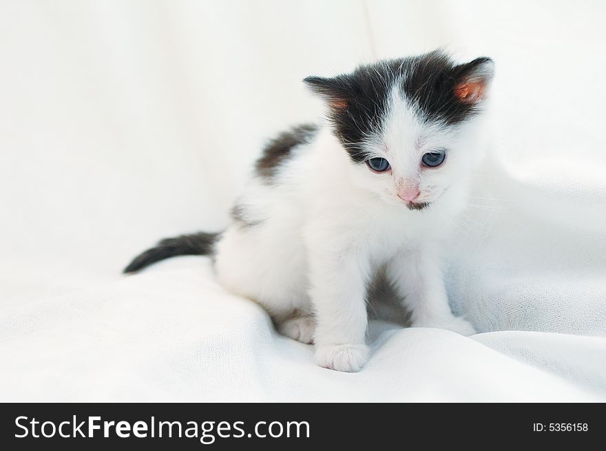 Young blue-eyed kitty on white fabrics. Young blue-eyed kitty on white fabrics