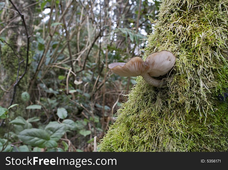 Mushroom growing out of a tree with a lot of moss. Mushroom growing out of a tree with a lot of moss