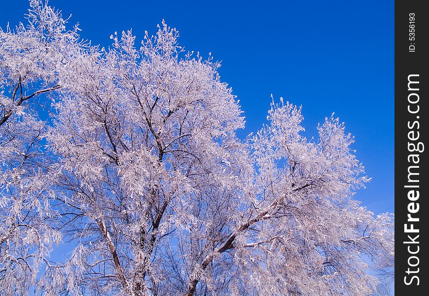 Frosted tree tops and a blue sky on a rural farm road