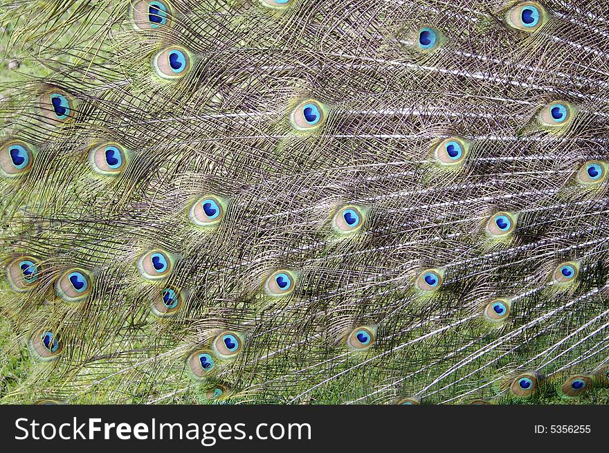 Peacock Feathers in close-up detail