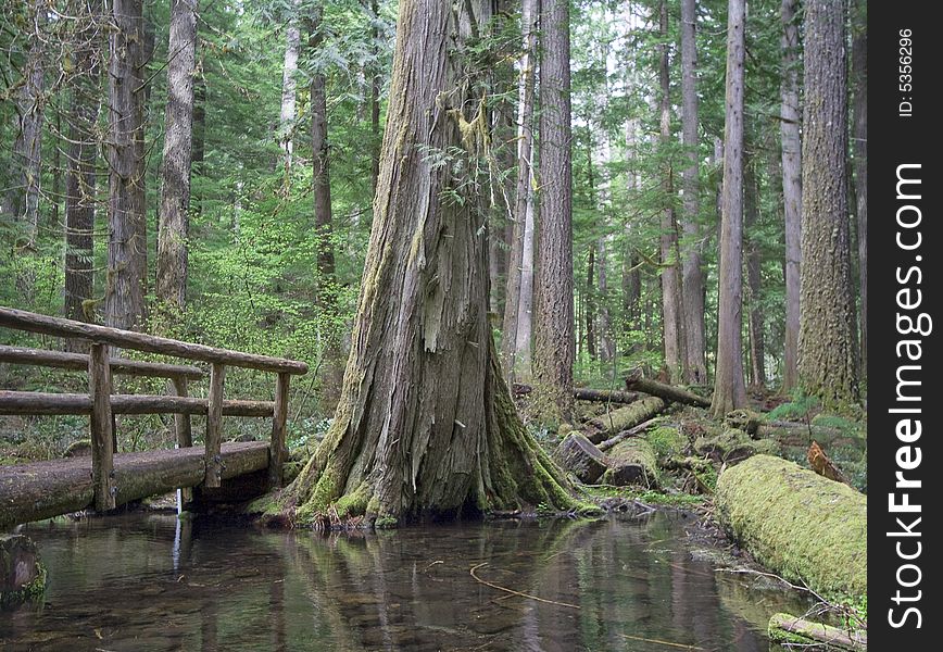 A wooden bridge spans mossy Tamolich Creek in Oregon. A wooden bridge spans mossy Tamolich Creek in Oregon