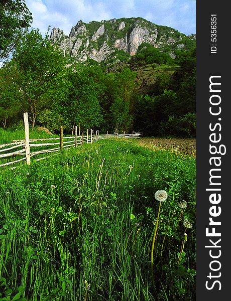 Taraxacum Officinale (dandelion) in Trascau Mountains, Romania