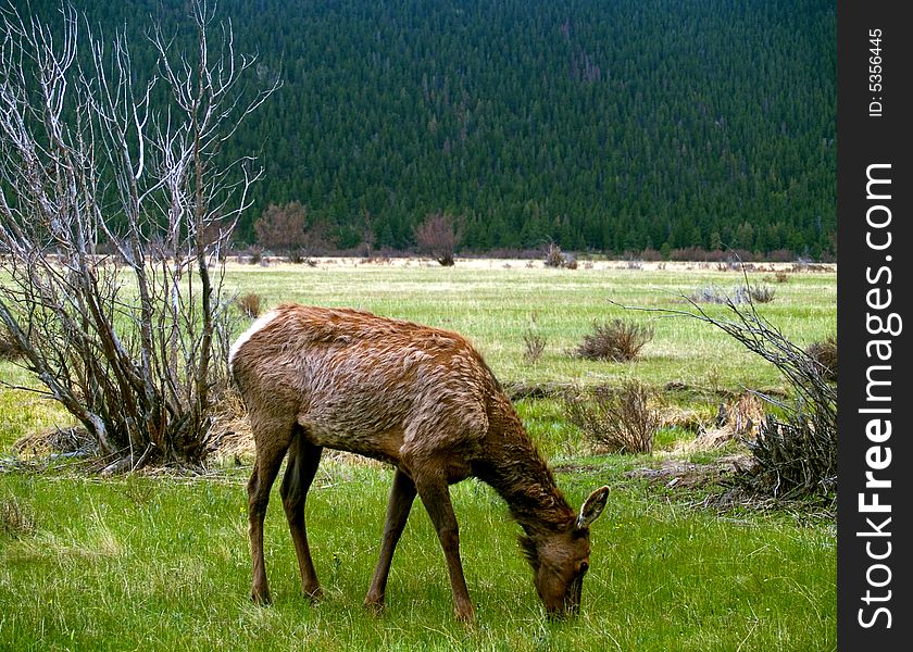A young North American Elk (Wapiti) grazing on fresh Spring grasses in Rocky Mountain National Park. A young North American Elk (Wapiti) grazing on fresh Spring grasses in Rocky Mountain National Park.