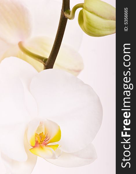 White orchid on the white background. White orchid on the white background