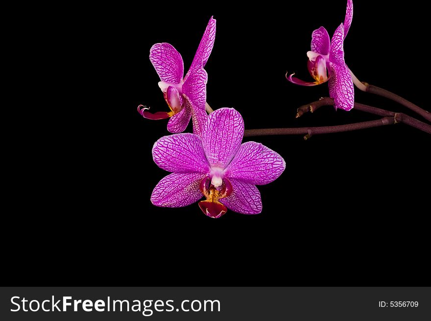 Pink orchid on the black background. Pink orchid on the black background