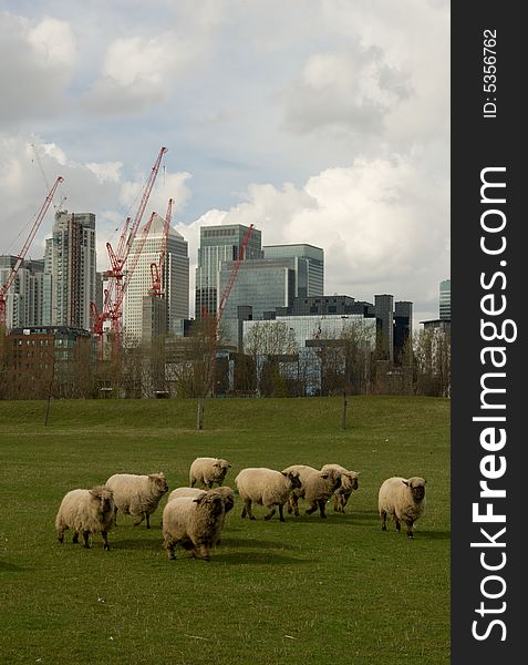 London Docklands is the UK's prime financial centre and yet sheep graze only a stone's throw away. London Docklands is the UK's prime financial centre and yet sheep graze only a stone's throw away.