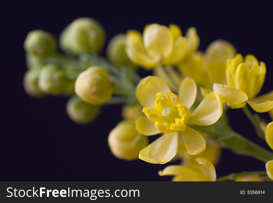 Detail of a yellow blossom twig in the spring