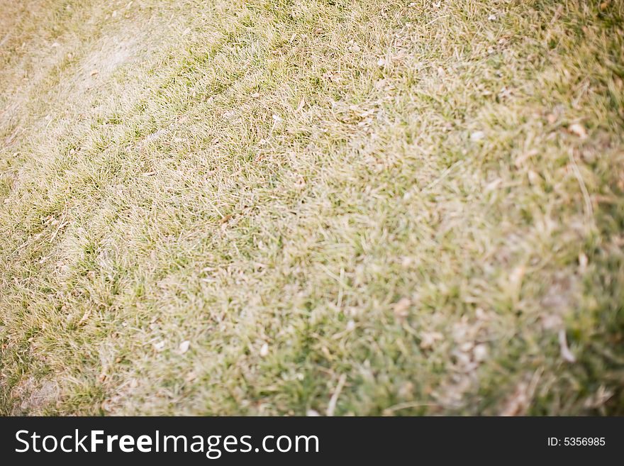 Full frame of green and dried out grass. Full frame of green and dried out grass