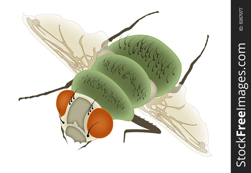 Illustration of fly isolated on white background.