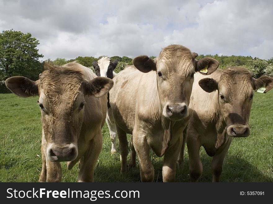 Friendly Jersey cows in sunny field. Friendly Jersey cows in sunny field