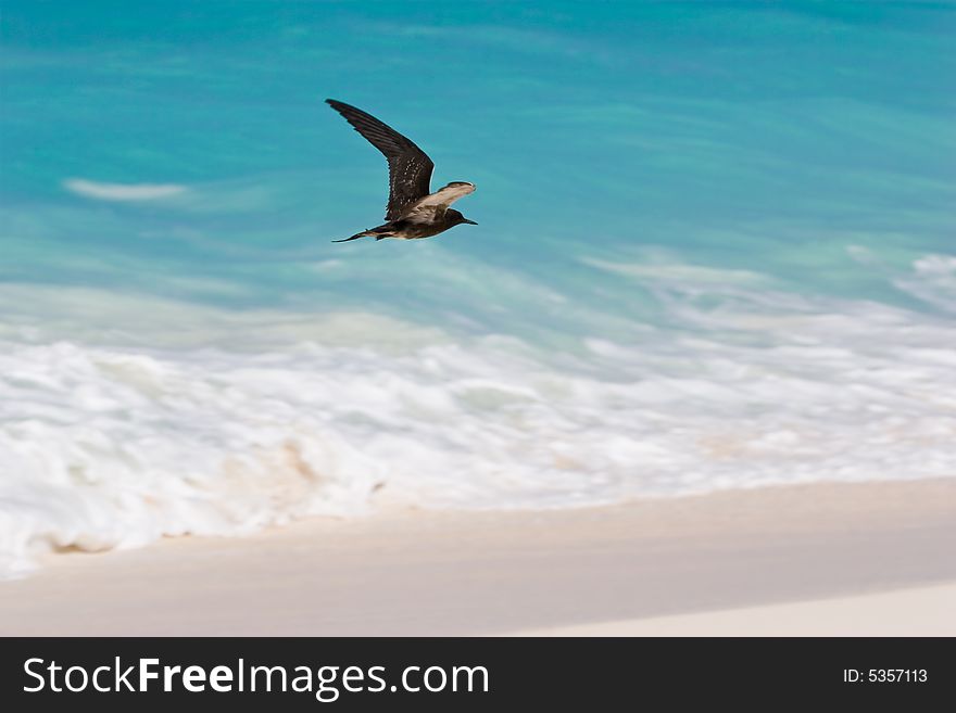 The bird from Bird island, Seychelles