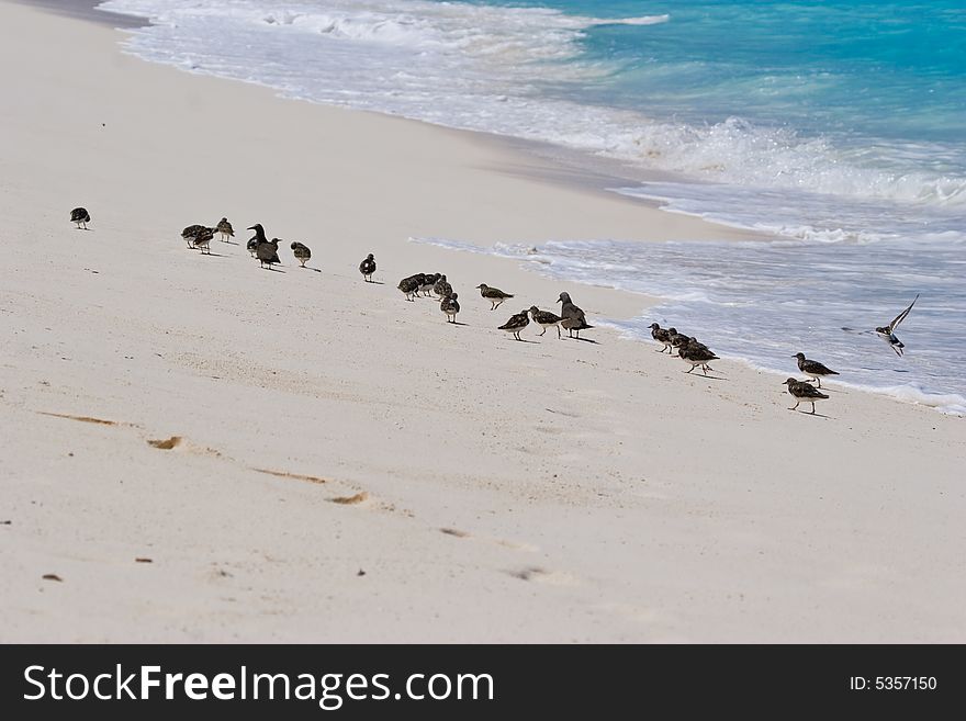 Birds from the Bird island. Seychelles