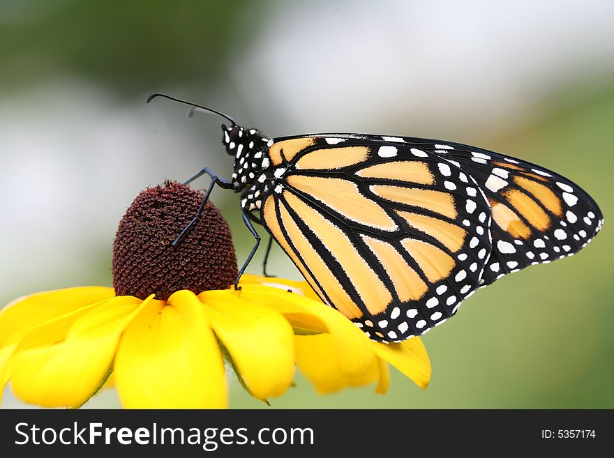 Monarch butterfly sipping nectar from a Brown Eyed Susan flower. Monarch butterfly sipping nectar from a Brown Eyed Susan flower.