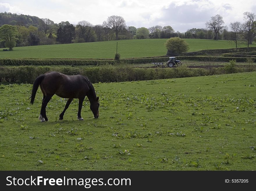 Horse grazing in fresh pastures