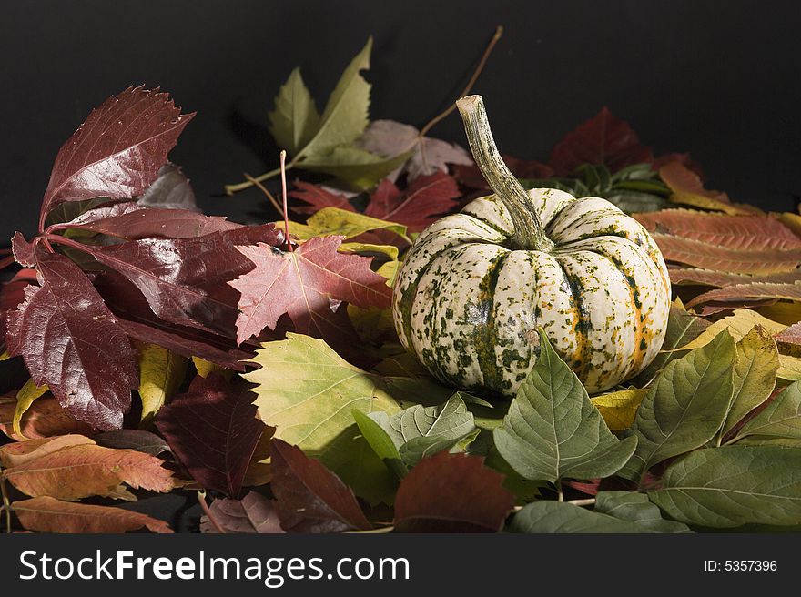 A white pumpkin on fallen autumn leaves