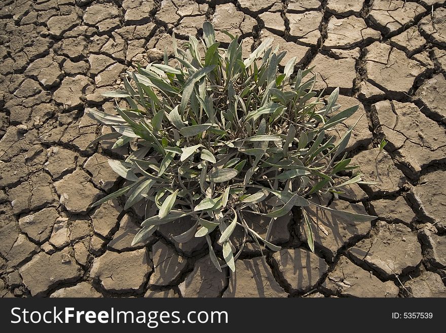 Lone plant growing in dried cracked mud in sun. Lone plant growing in dried cracked mud in sun