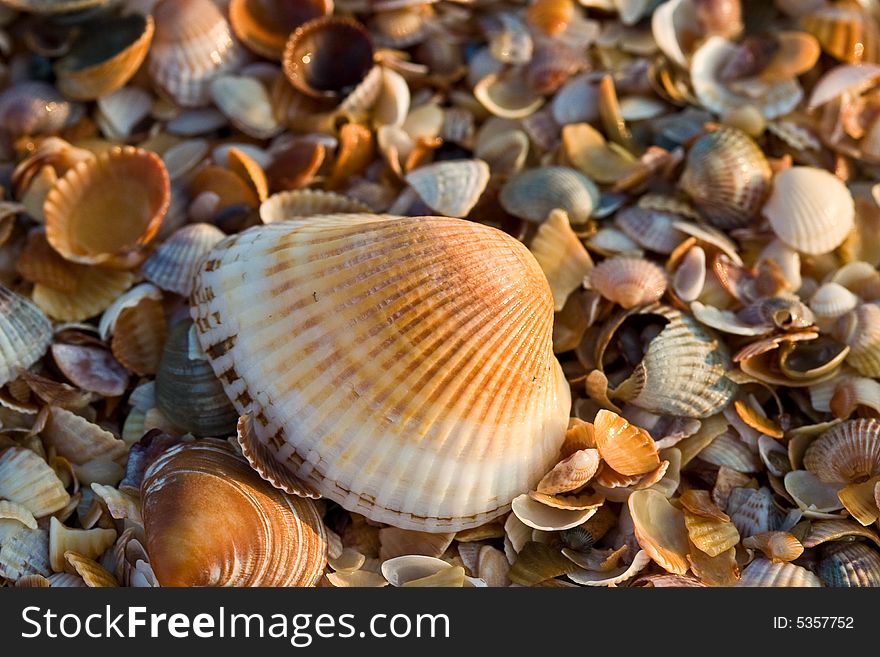 Background series: sea shell texture on the beach. Background series: sea shell texture on the beach