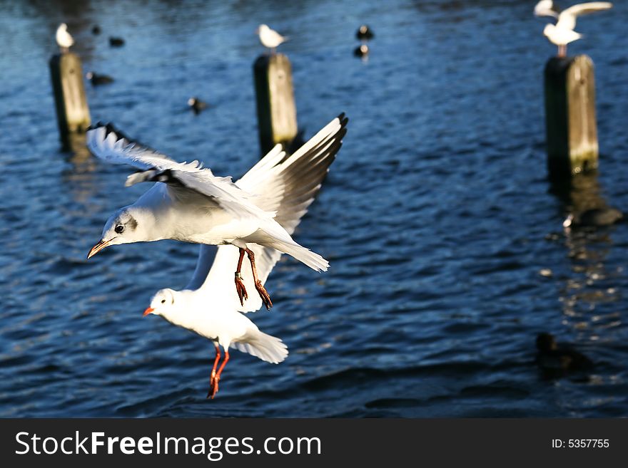 Sea gull in London park