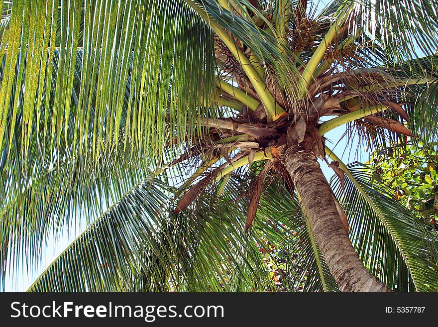 Big coconut palm on the beach