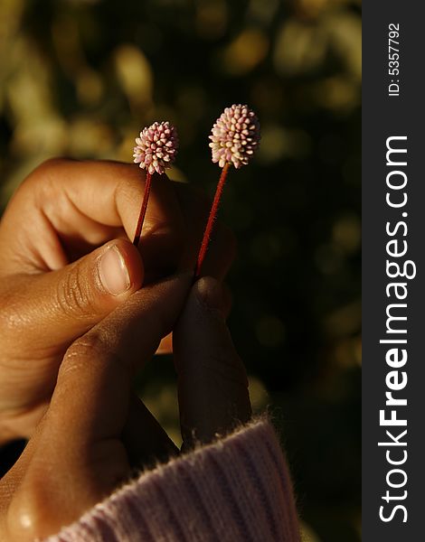 Child hands holding two small pink flowers. Child hands holding two small pink flowers
