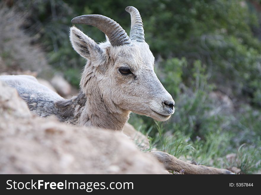 View of resting mountain sheep baby