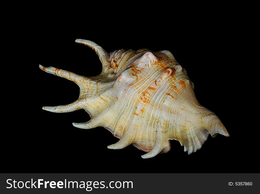 Shell With Horns