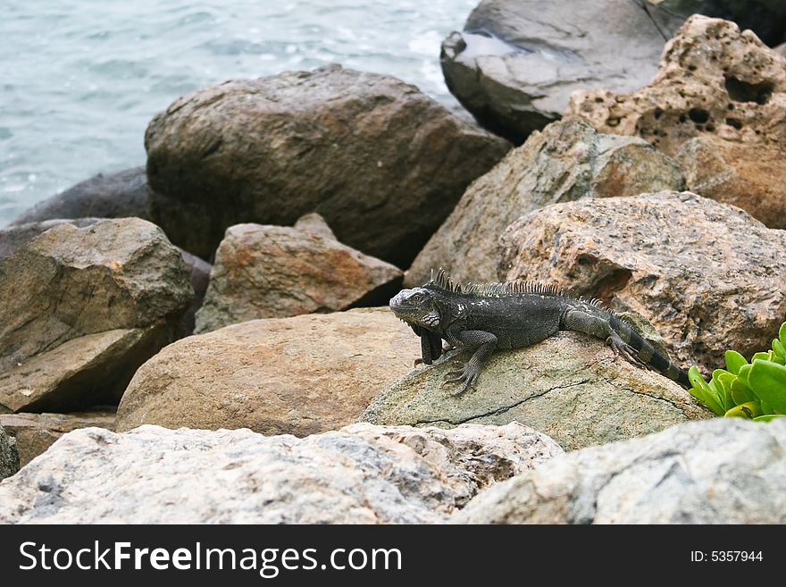 Wild iguana at the Aruba island, Caribbean sea. Wild iguana at the Aruba island, Caribbean sea