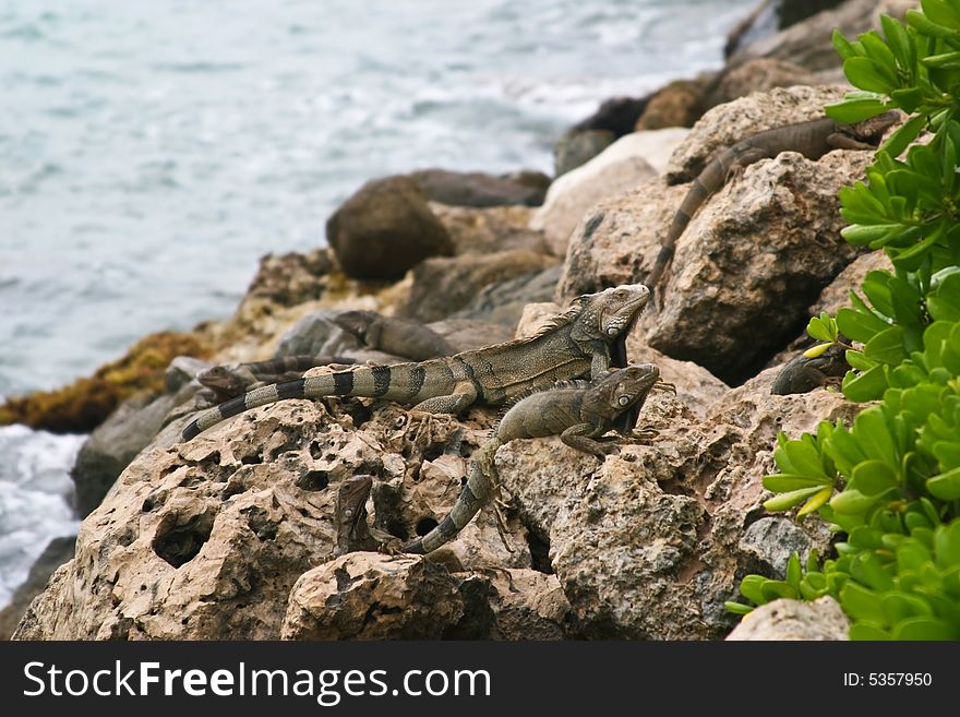 Wild iguana at the Aruba island, Caribbean sea. Wild iguana at the Aruba island, Caribbean sea