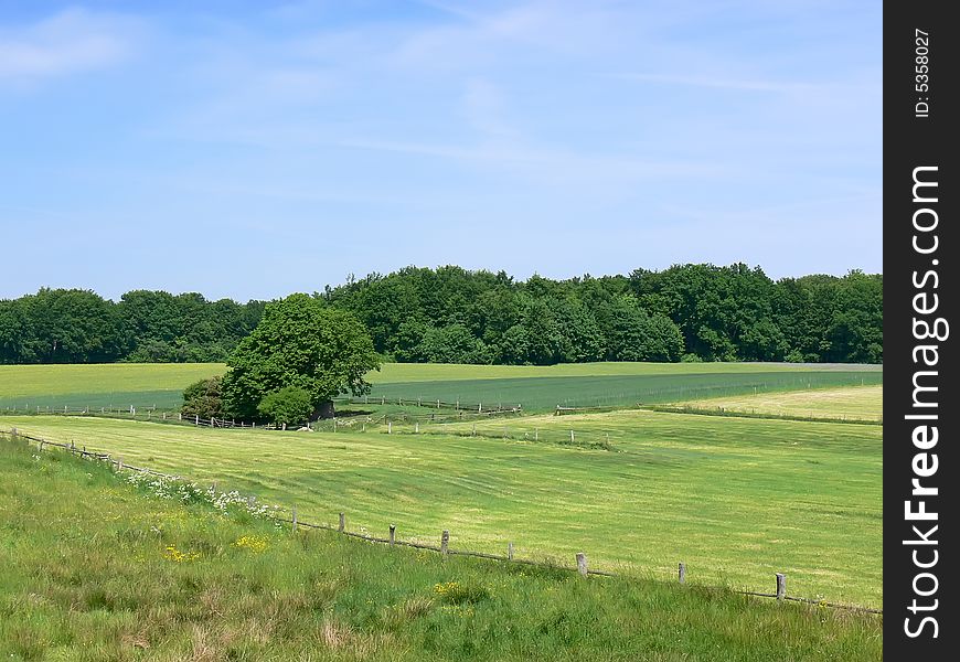 Landscape with green fields, trees and blue sky. Polish country.
