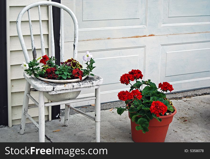 Pot of geraniums in an old wooden chair. Pot of geraniums in an old wooden chair.