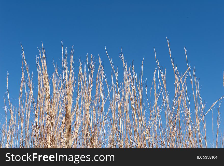 An image of tall brown grass in front of a blue sky