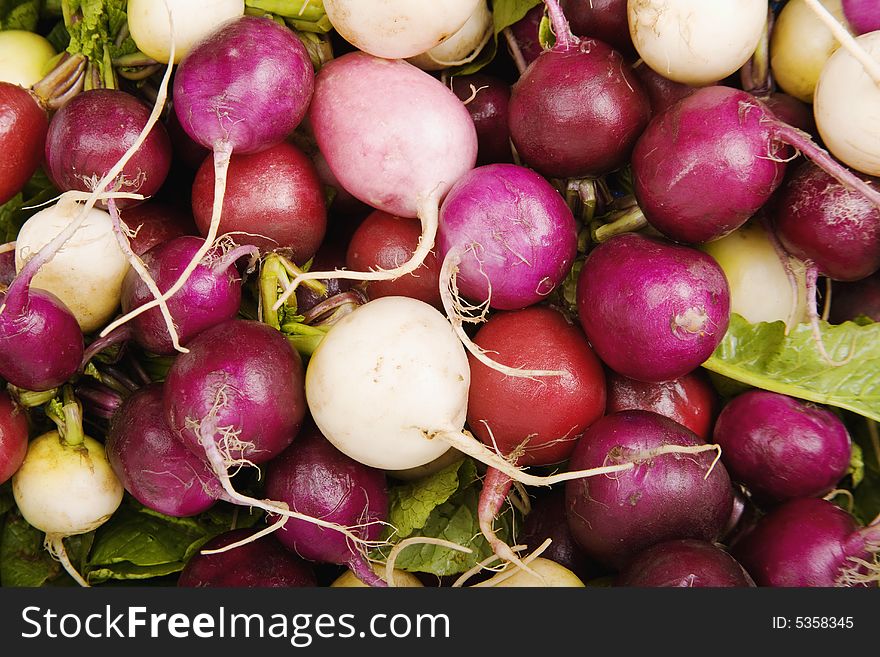 Red, white and magenta radishes on a bed of leafy greens. Red, white and magenta radishes on a bed of leafy greens