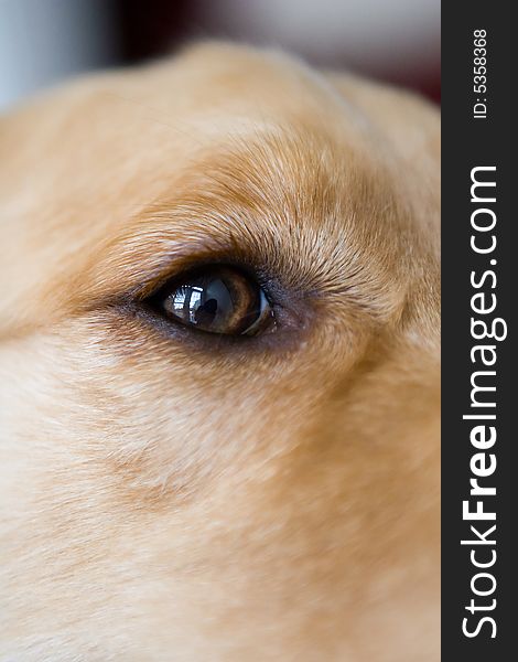 Golden Retriever Eye socket detail